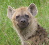 L'avatar di Hyena