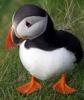 L'avatar di puffin